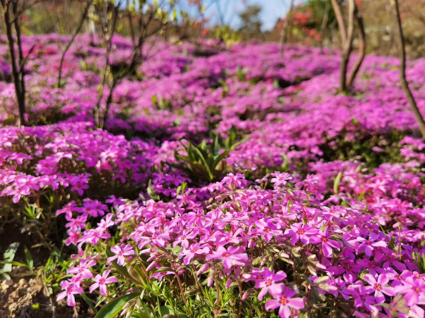 芝櫻花海