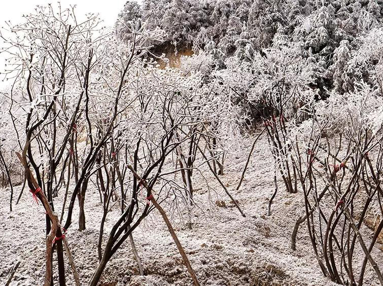 雪景6